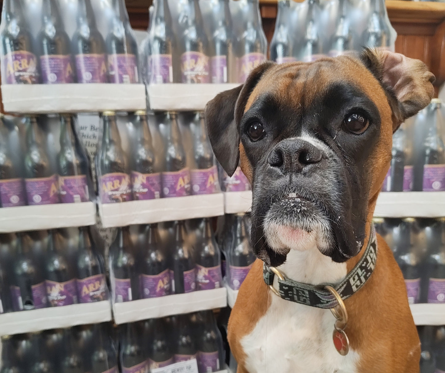 Brewery Pup - Ruby IPA 4.3% ABV 12 x 500ml Bottles