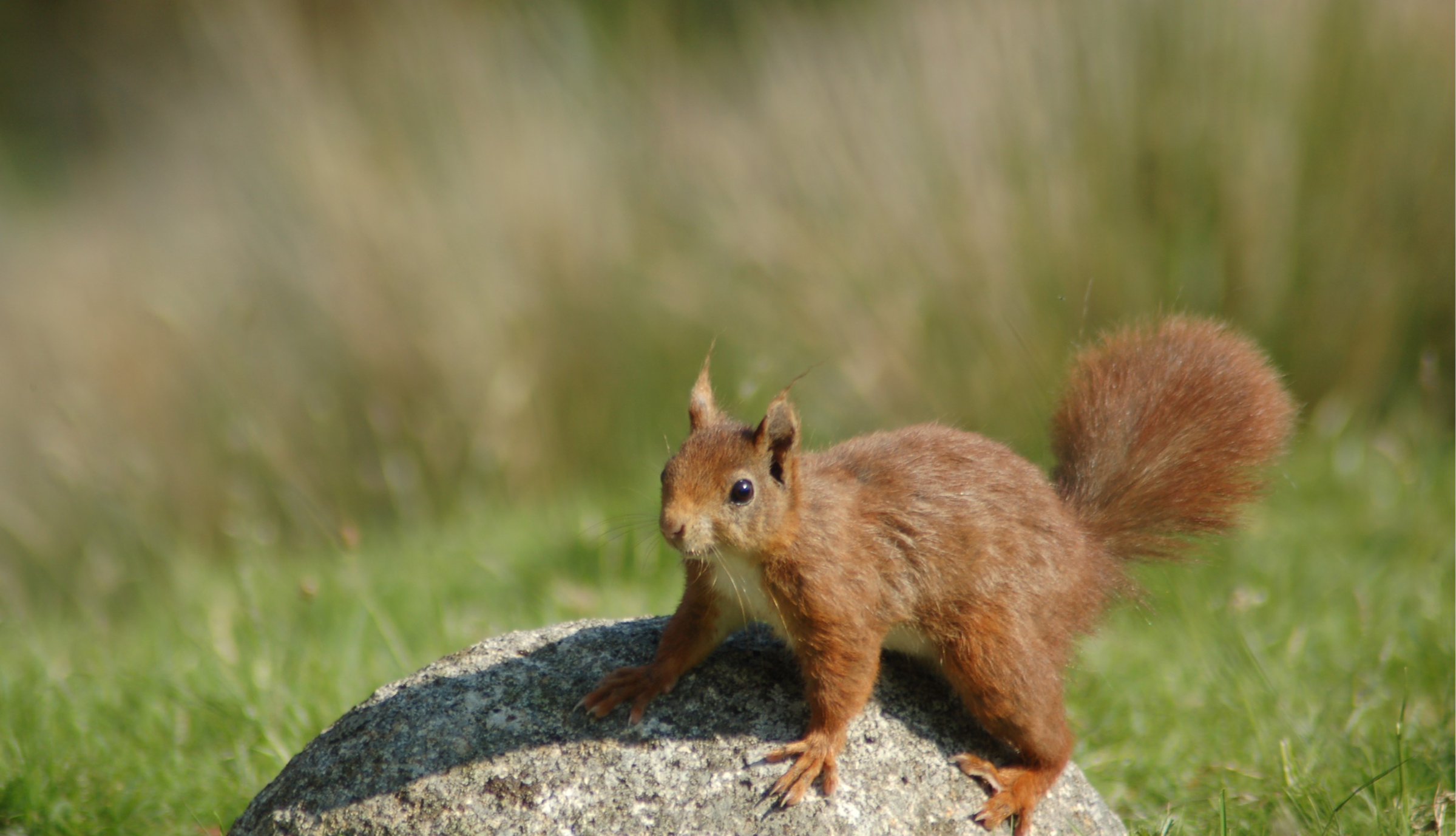 Red Squirrel Day! – Arran Brewery